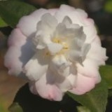 Cinnamon Cindy